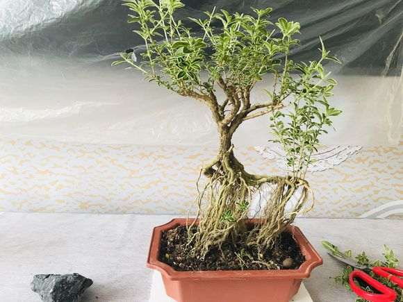 六月雪下山桩不知道怎么修剪了 图片