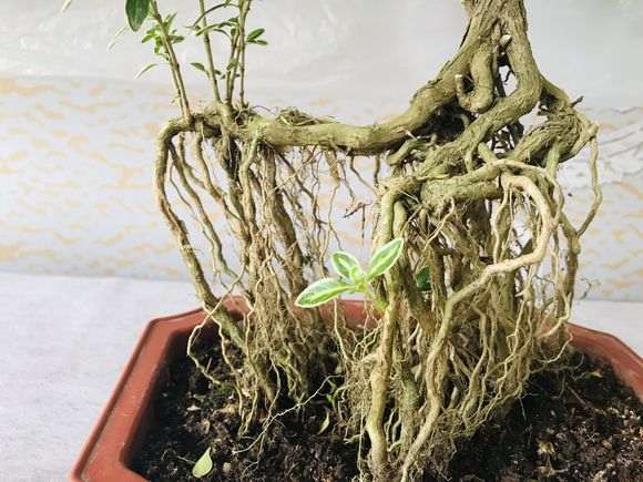 六月雪下山桩不知道怎么修剪了 图片