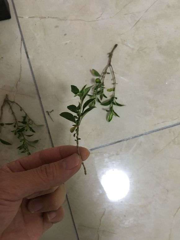 六月雪下山桩10天发现已经生根了 图片