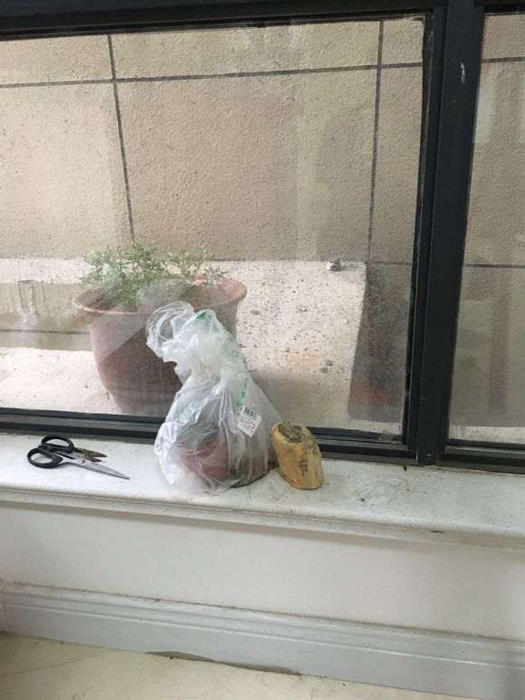 六月雪下山桩10天发现已经生根了 图片