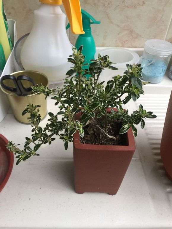 六月雪下山桩换盆后 为啥叶子变枯变黑