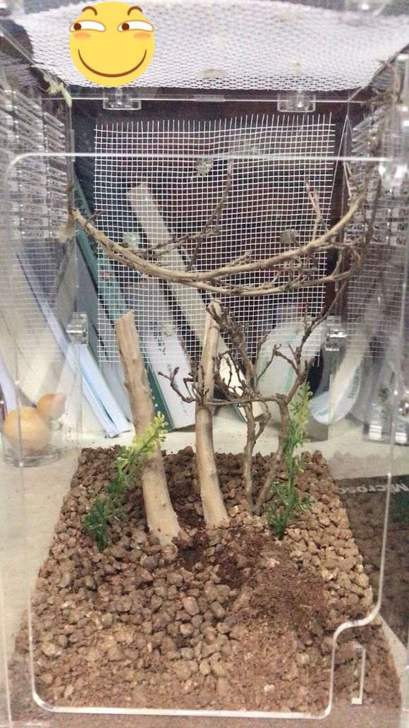 六月雪下山桩枯枝 怎么办 图片