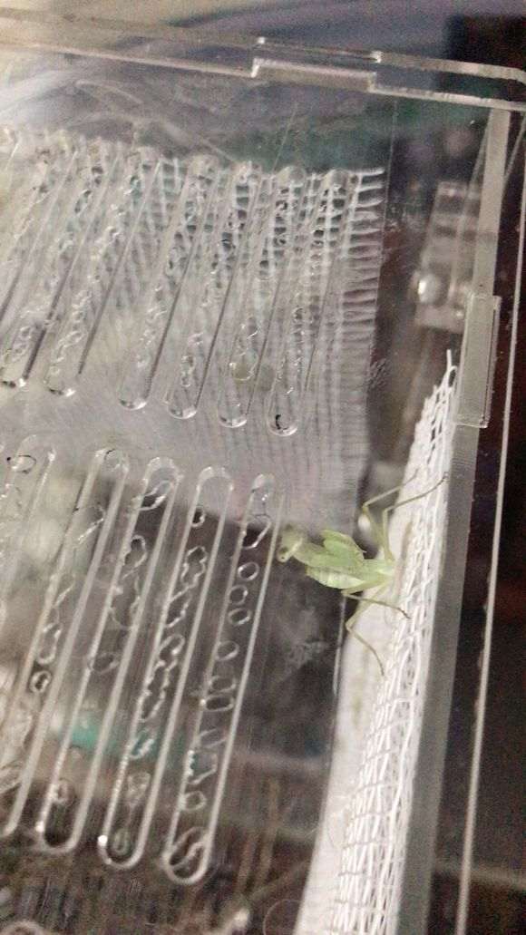 六月雪下山桩枯枝 怎么办 图片