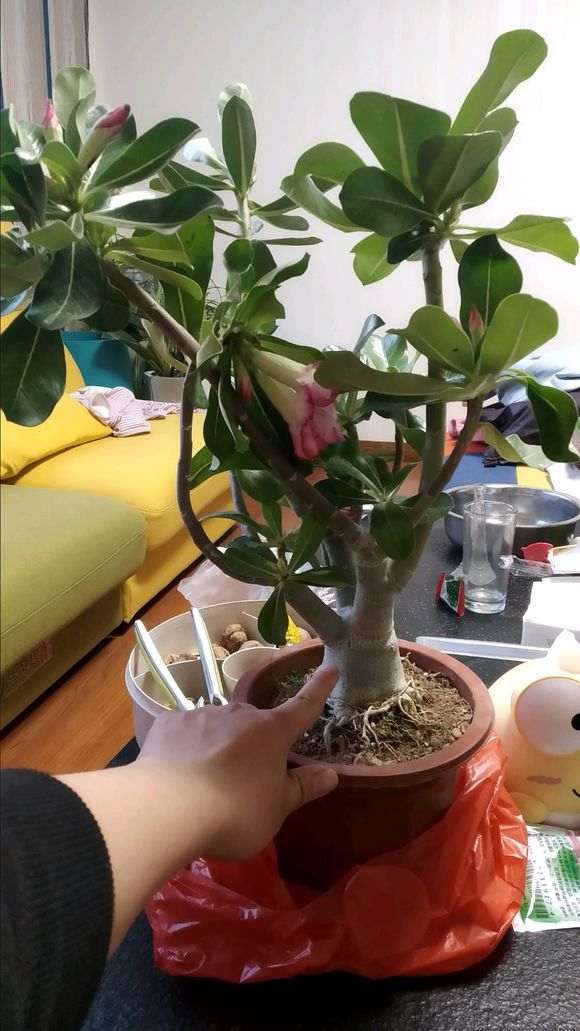 我买的六月雪下山桩怎么样 图片