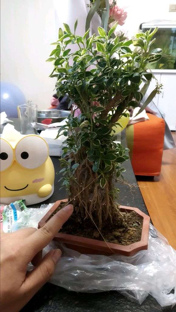 我买的六月雪下山桩怎么样 图片