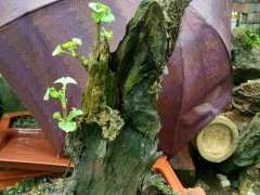 我的银杏下山桩树桩如何 可以吗 图片