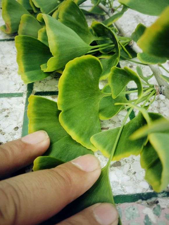 金边银杏下山桩盆景素材可否 图片