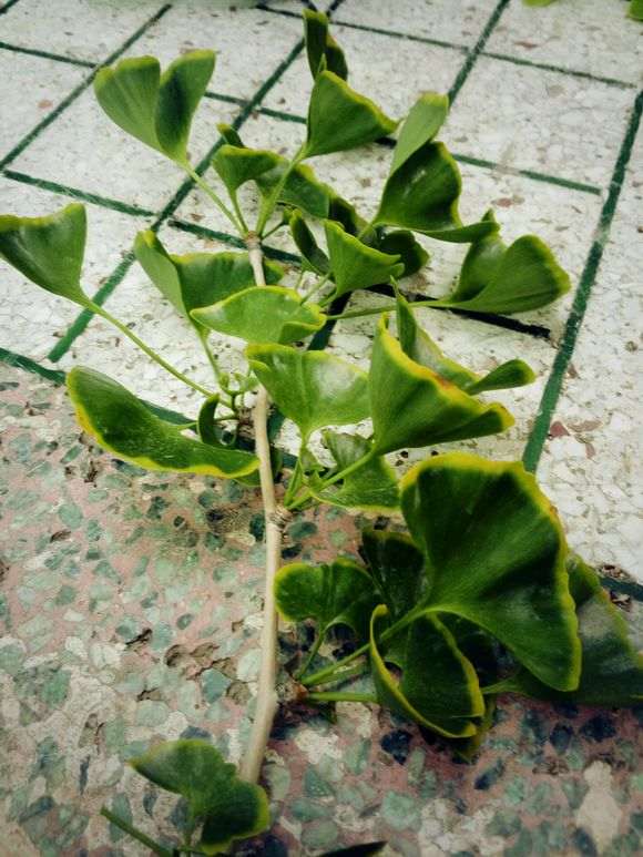 金边银杏下山桩盆景素材可否 图片