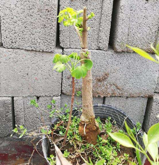 嫁接两年了银杏下山桩老桩 可以吗 图片