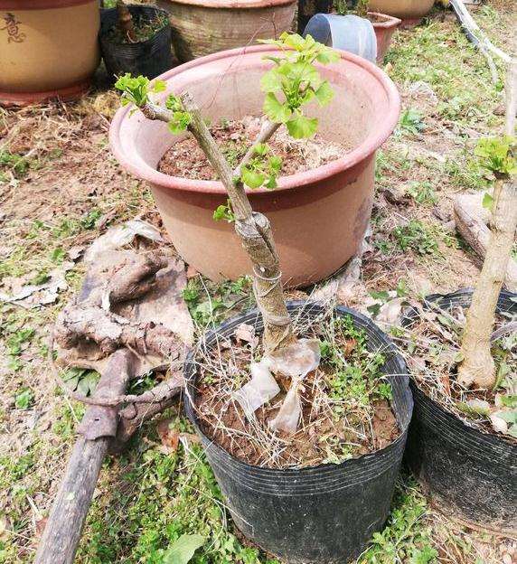 嫁接两年了银杏下山桩老桩 可以吗 图片
