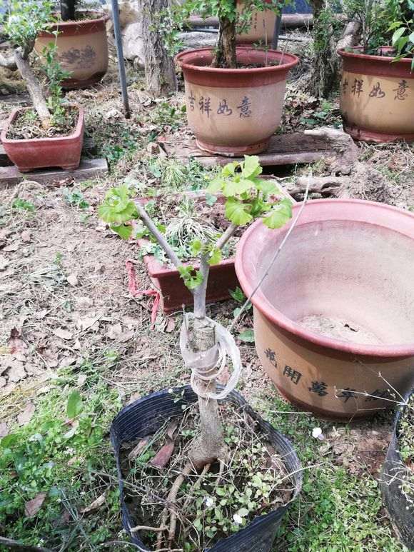 嫁接两年了银杏下山桩老桩 可以吗 图片
