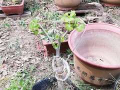 嫁接两年了银杏下山桩老桩 可以吗 图片