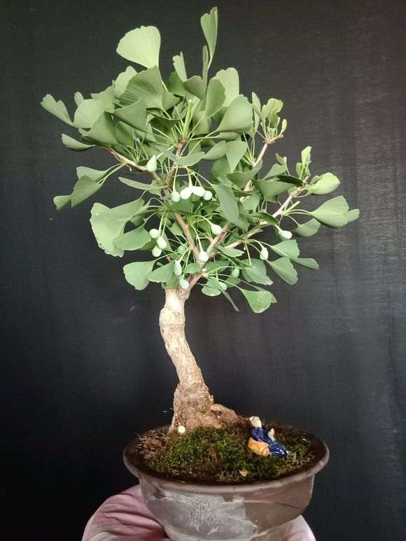 银杏下山桩换盆了 怎么样 图片