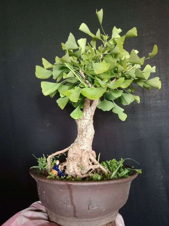 银杏下山桩换盆了 怎么样 图片