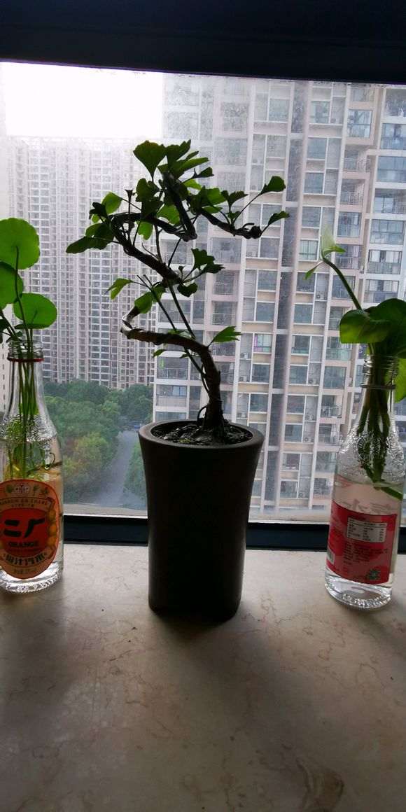 银杏下山桩盆景该怎样造型 图片