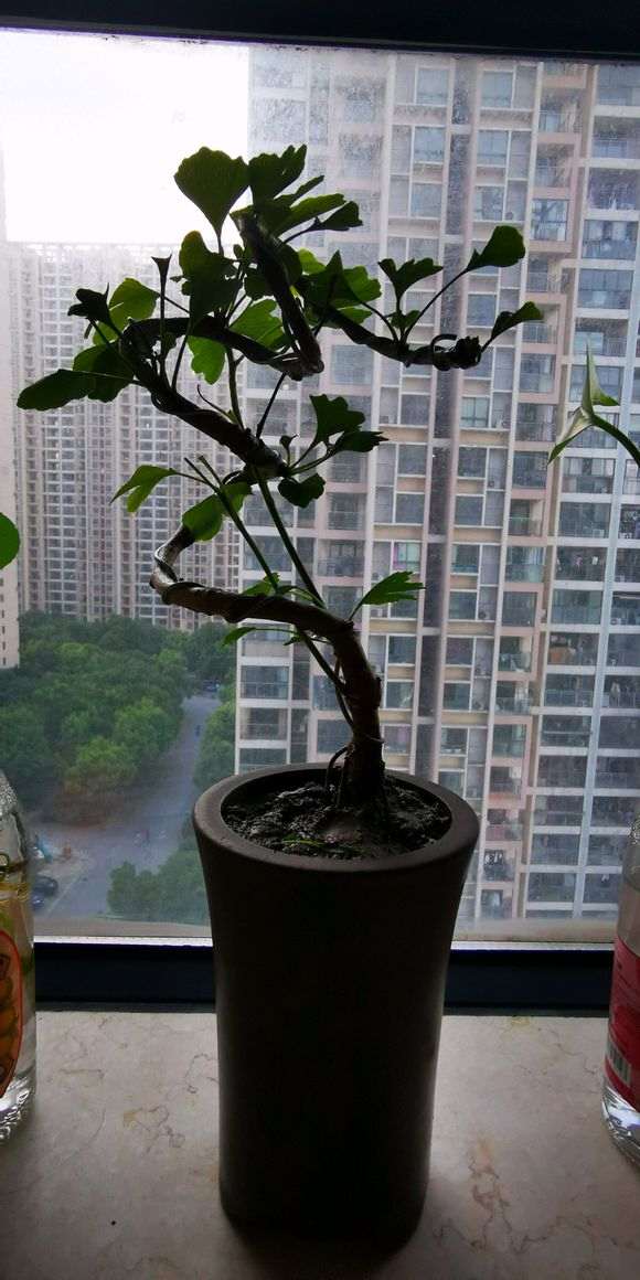 银杏下山桩盆景该怎样造型 图片