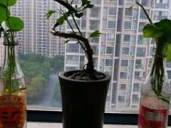 银杏下山桩盆景该怎样造型 图片