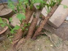 银杏下山桩用什么方法嫁接 最好 图片