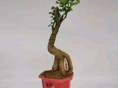 小白想买银杏下山桩 帮看看 图片