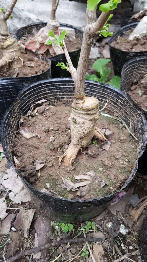 怎么嫁接银杏下山桩的方法 图片