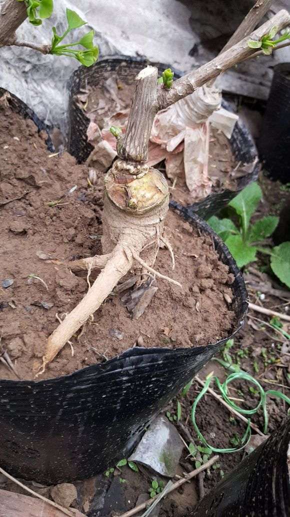 怎么嫁接银杏下山桩的方法 图片