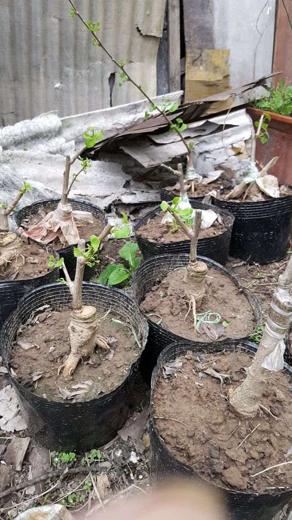 怎么嫁接银杏下山桩的方法 图片