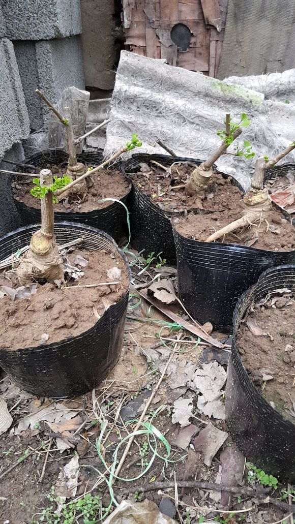 怎么嫁接银杏下山桩的方法 图片