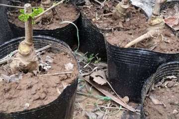 怎么嫁接银杏下山桩的方法 图片