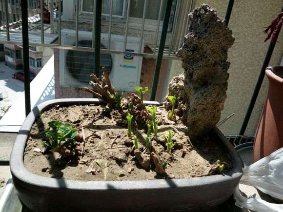 银杏下山桩孽芽制作盆景可以吗 图片