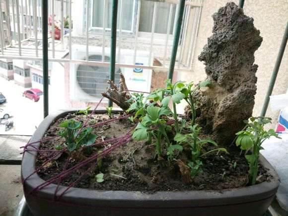 银杏下山桩孽芽制作盆景可以吗 图片