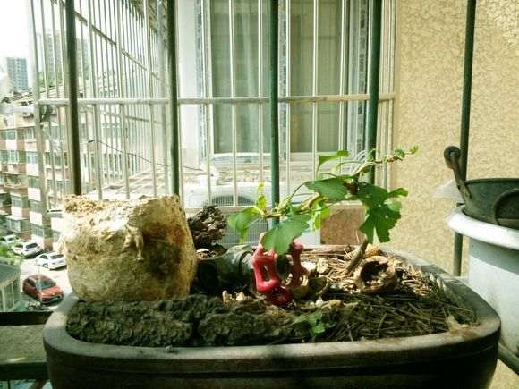 银杏下山桩孽芽制作盆景可以吗 图片