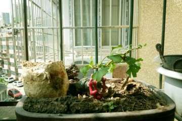 银杏下山桩孽芽制作盆景可以吗 图片