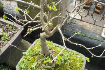 这盆银杏下山桩可以吗 需要整形吗 图片