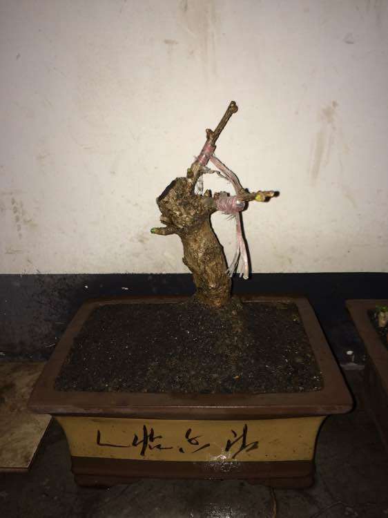 银杏下山桩养了半个月 怎么样 图片