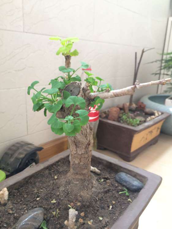 银杏下山桩养了半个月 怎么样 图片