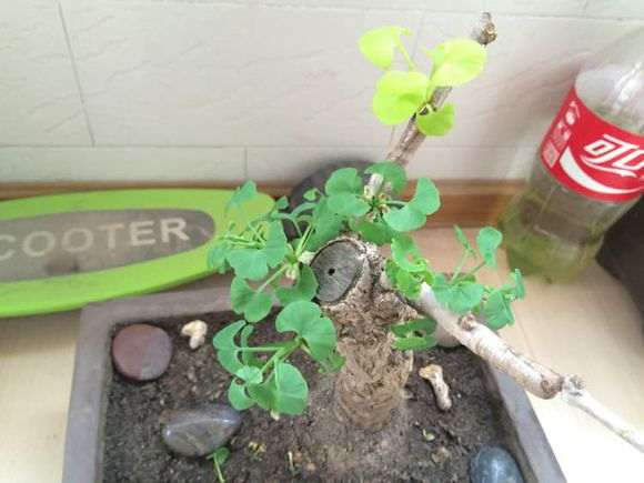 银杏下山桩养了半个月 怎么样 图片