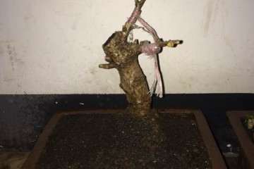 银杏下山桩养了半个月 可以吗 图片