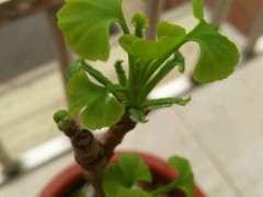 为什么银杏下山桩不长枝条 怎么办 图片