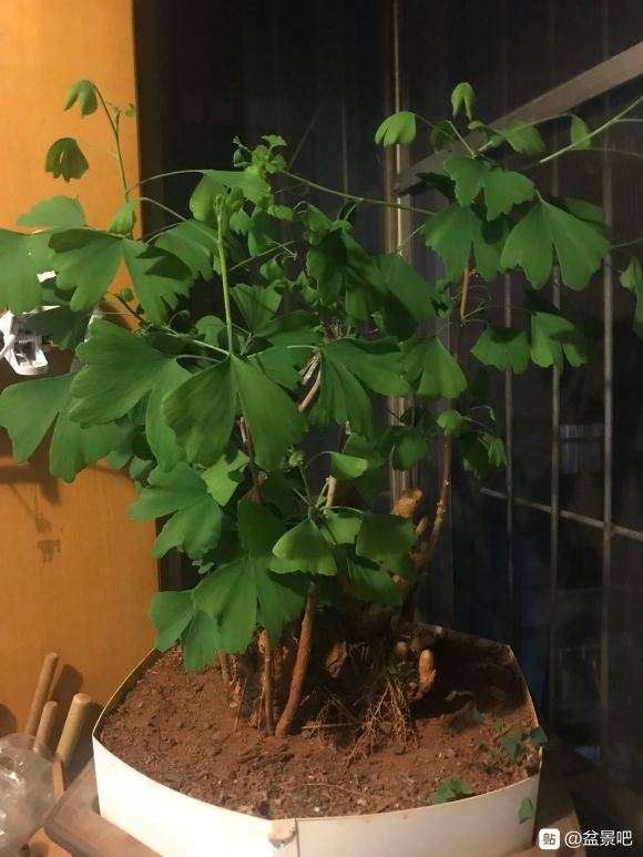 银杏下山桩叶子太大怎么办 图片