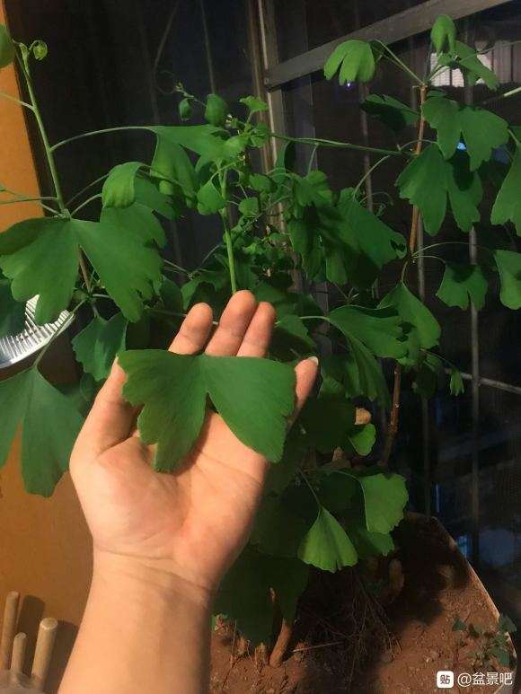 银杏下山桩叶子太大怎么办 图片