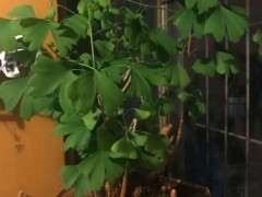 银杏下山桩叶子太大怎么办 图片