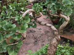 这棵银杏下山桩什么情况 怎么办 图片