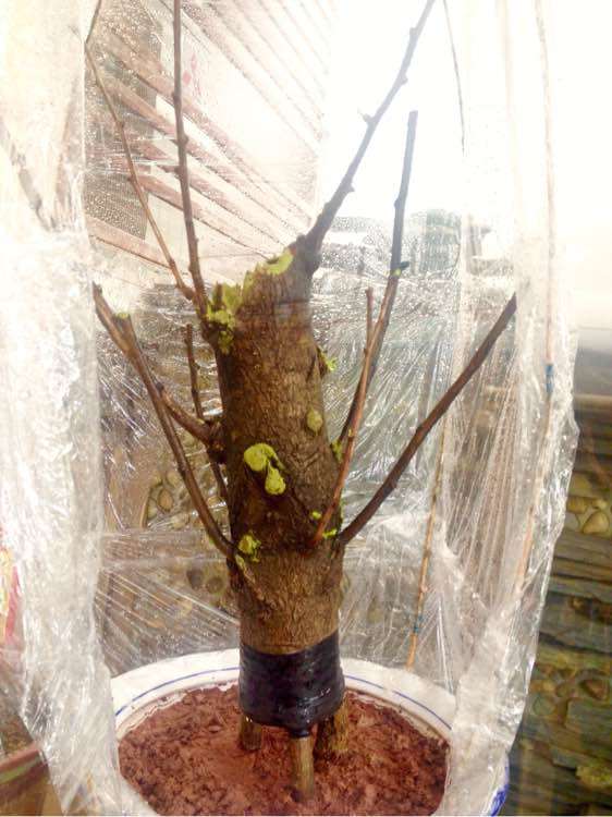 怎么嫁接银杏下山桩的方法 如何 图片