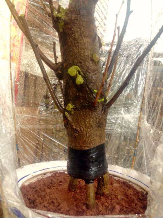 怎么嫁接银杏下山桩的方法 如何 图片