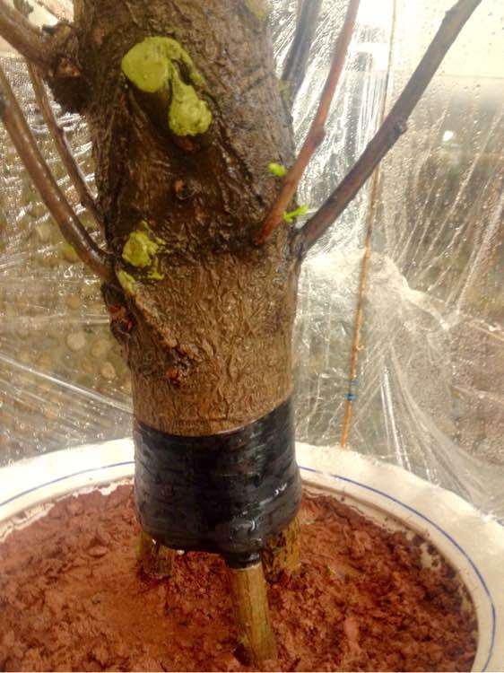 怎么嫁接银杏下山桩的方法 如何 图片