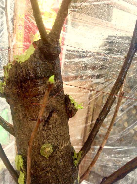 怎么嫁接银杏下山桩的方法 如何 图片