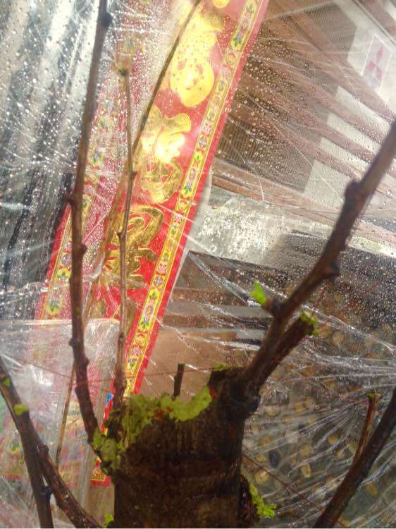 怎么嫁接银杏下山桩的方法 如何 图片