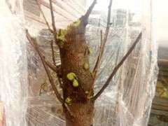 怎么嫁接银杏下山桩的方法 如何 图片