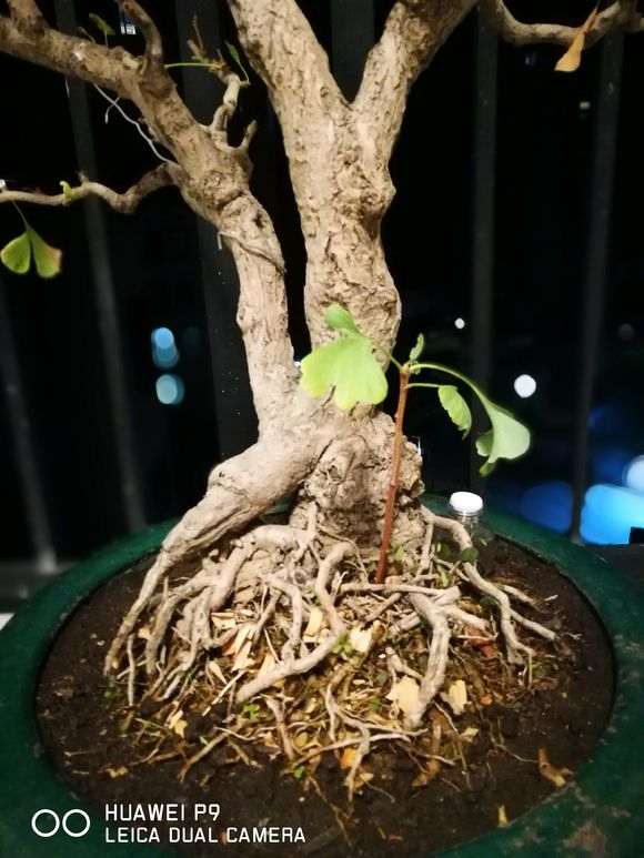 银杏下山桩又换新家了 一般都用什么肥