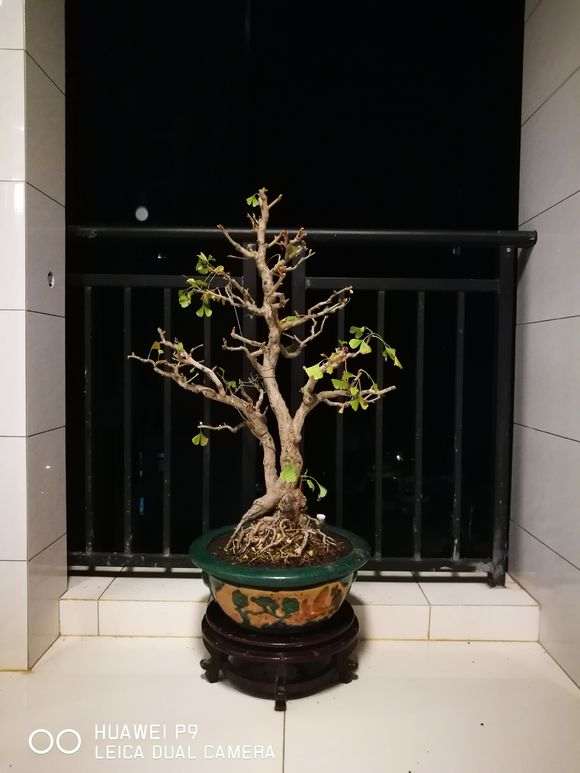 银杏下山桩又换新家了 一般都用什么肥